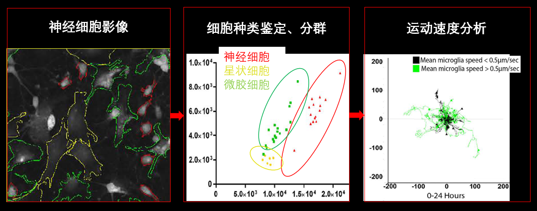1、無(wú)標(biāo)記神經(jīng)細(xì)胞共培養(yǎng).png
