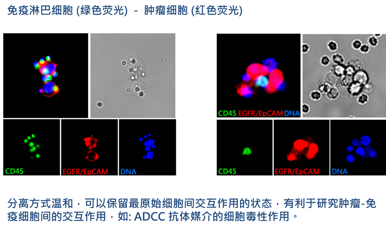 2、腫瘤-免疫細(xì)胞交互作用研究.png