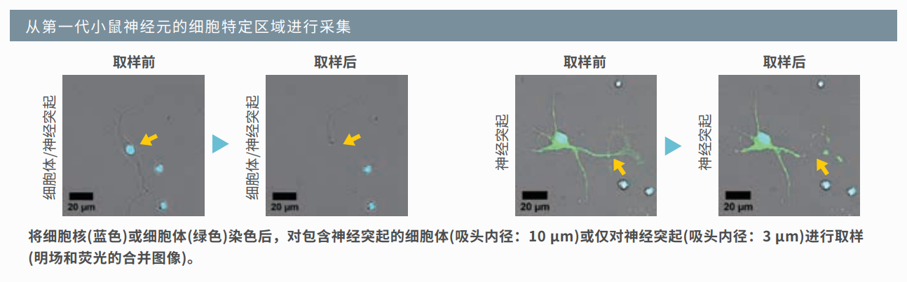 應用1：小鼠神經(jīng)元取樣.png